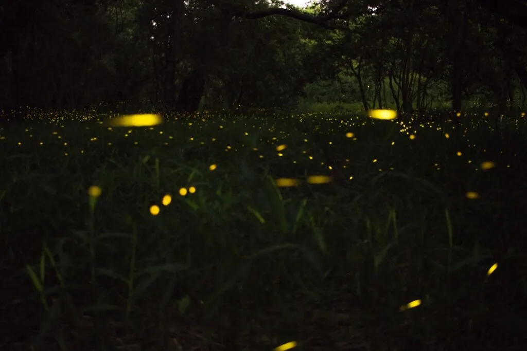 Fireflies | Romantic Things to do in Gatlinburg