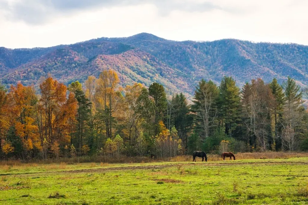 Horses in the Great Smoky Mountains National Park | Romantic Things to do in Gatlinburg