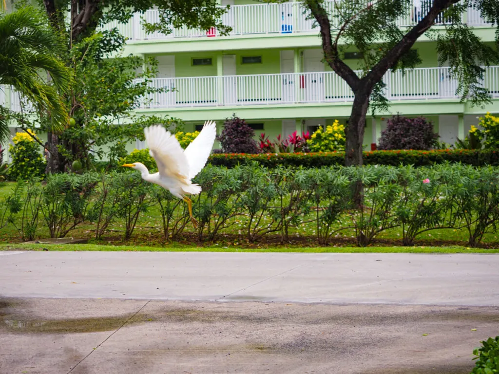 Bird flying in Saint Lucia