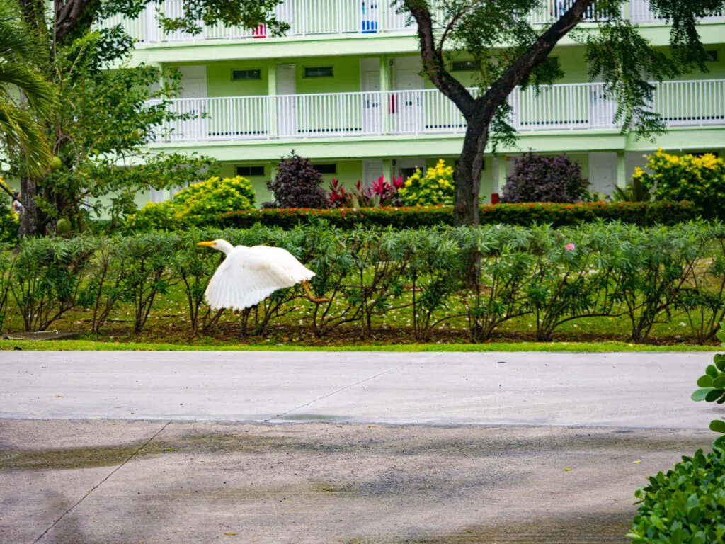 White bird flying at Coconut Bay