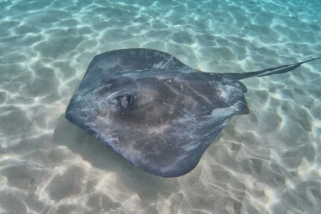 Swimming with a stingray at Stingray City, Grand Cayman