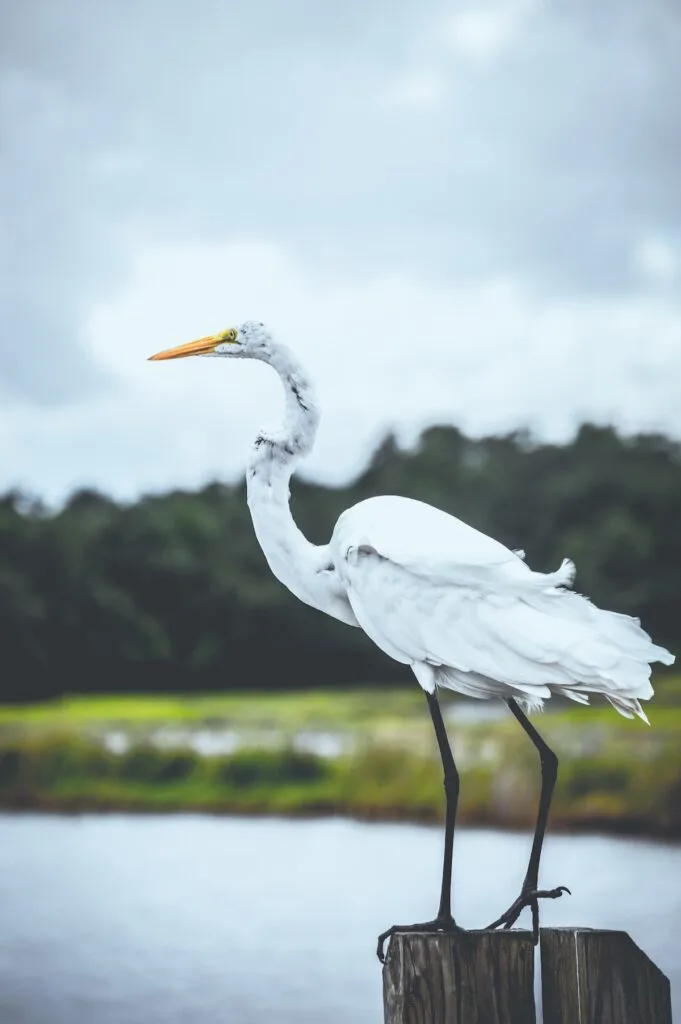 Bird at Murrells Inlet