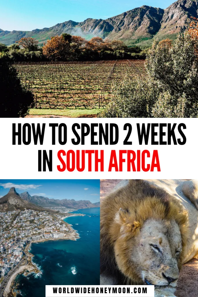This is the Ultimate 2 Weeks in South Africa | South Africa Honeymoon Itinerary | South Africa Safari | South Africa Travel Inspiration | South Africa Photography | Kruger National Park South Africa | Cape Town South Africa | Johannesburg South Africa | South Africa Itinerary | South Africa 2 Week Itinerary | South Africa Itinerary | 14 Days in South Africa | South Africa Itinerary 2 Weeks