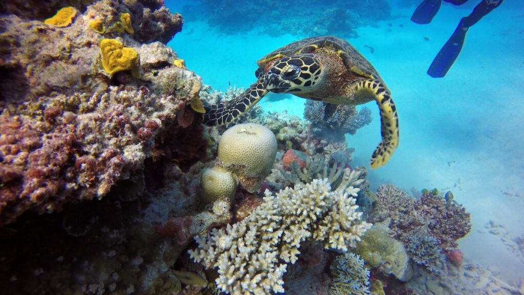 Turtle at the Great Barrier Reef