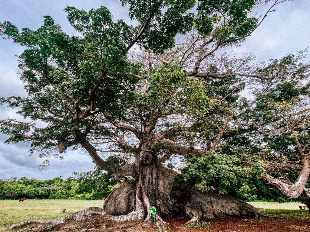 Ceiba Tree in Vieques