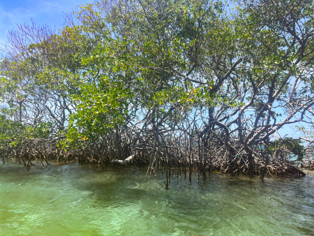 Mangroves near La Parguera