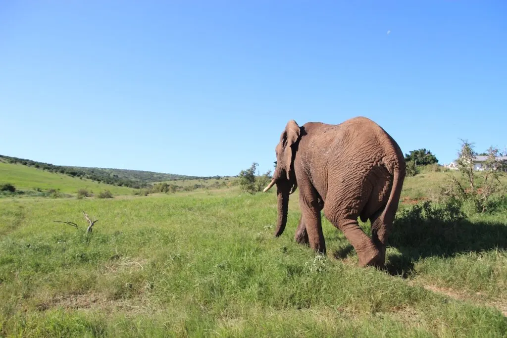 Addo Elephant Park