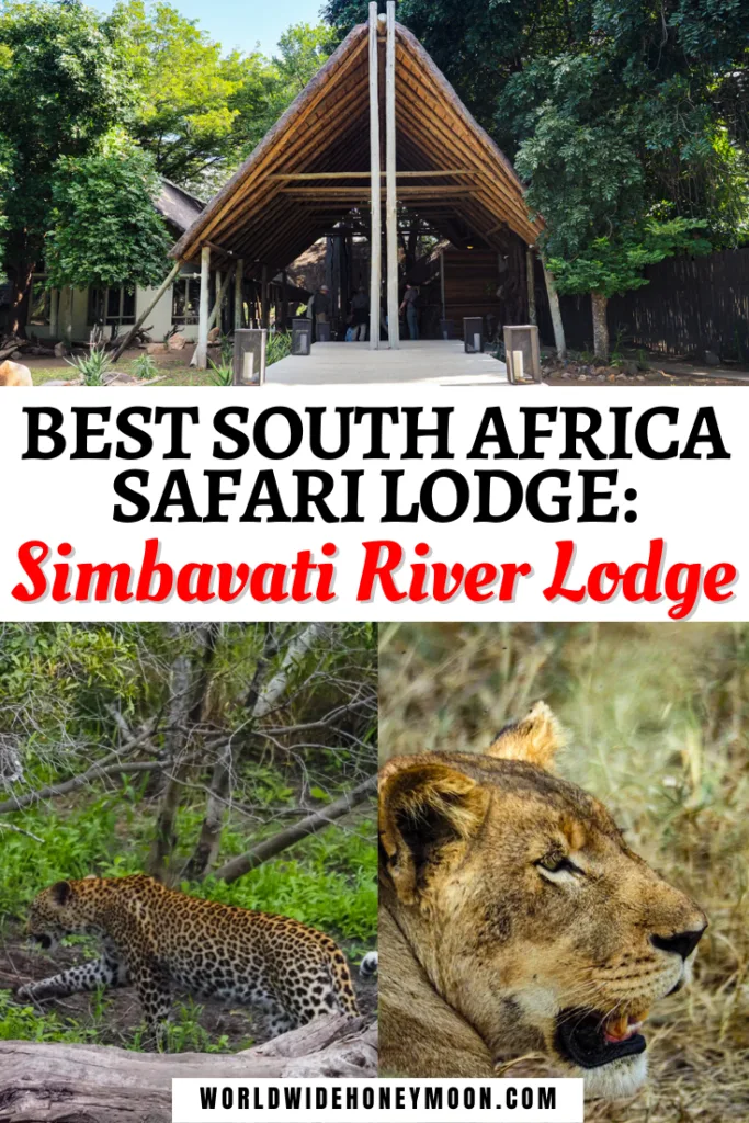 This is the ultimate guide to Simbavati River Lodge | Simbavati Hilltop Lodge | Simbavati Safari Collection | Timbavati Wildlife Park | Timbavati Game Reserve | Timbavati Safari Lodge | Best Kruger Safari | Best Safari Lodges in South Africa | Best South African Safaris | Best Safari Lodges in Africa | Glamping Safari Africa | Safari Honeymoon Luxury | Safari Lodge Honeymoon