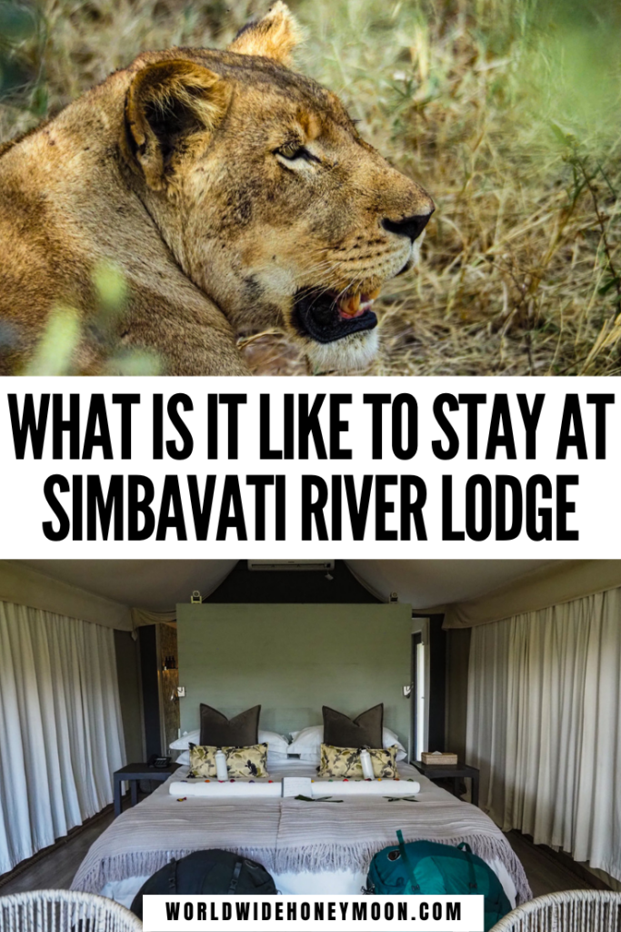 This is the ultimate guide to Simbavati River Lodge | Simbavati Hilltop Lodge | Simbavati Safari Collection | Timbavati Wildlife Park | Timbavati Game Reserve | Timbavati Safari Lodge | Best Kruger Safari | Best Safari Lodges in South Africa | Best South African Safaris | Best Safari Lodges in Africa | Glamping Safari Africa | Safari Honeymoon Luxury | Safari Lodge Honeymoon