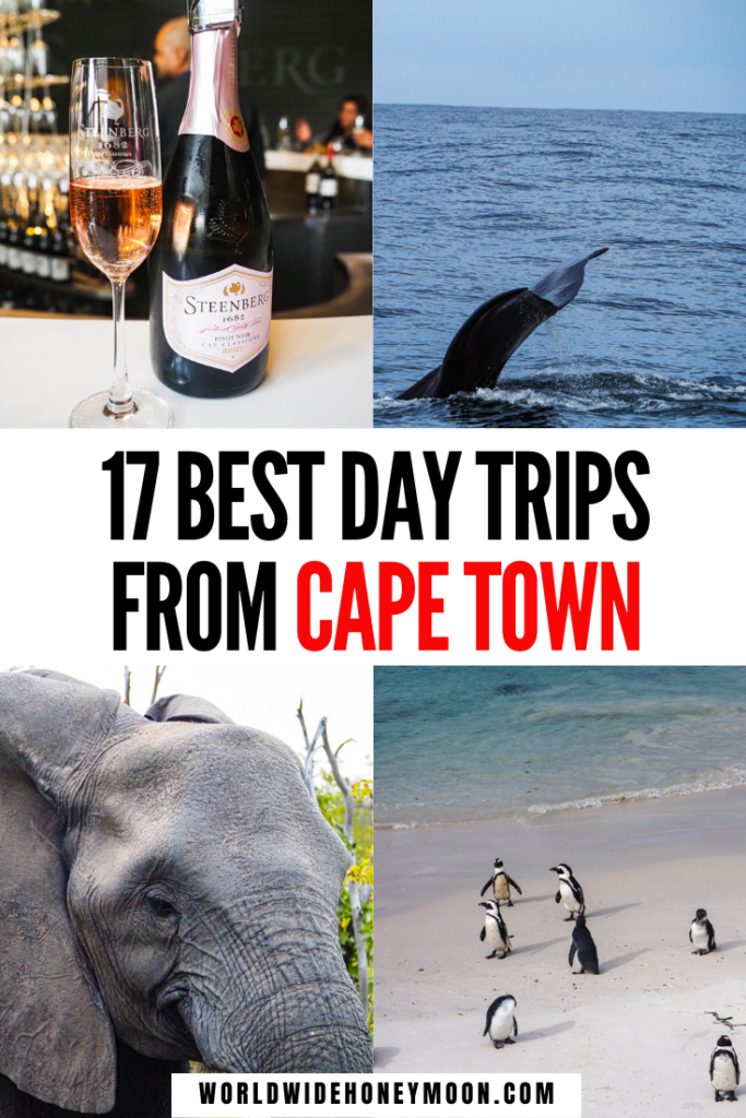 These are the best day trips from Cape Town South Africa | Boulders Beach | Cape of Good Hope | Franschhoek South Africa | Stellenbosch South Africa | Cape Town Day Trips | Safari From Cape Town | Table Mountain Cape Town | Robin Island Cape Town | Constantia Cape Town | Franschhoek Wine Tram | Shark Cage Diving Cape Town | Whale Watching Cape Town | Things to Do in Cape Town | Getaways From Cape Town