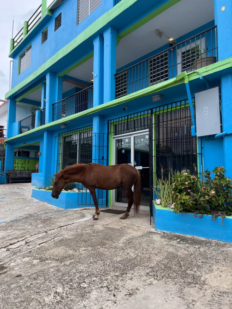 Horse in Vieques