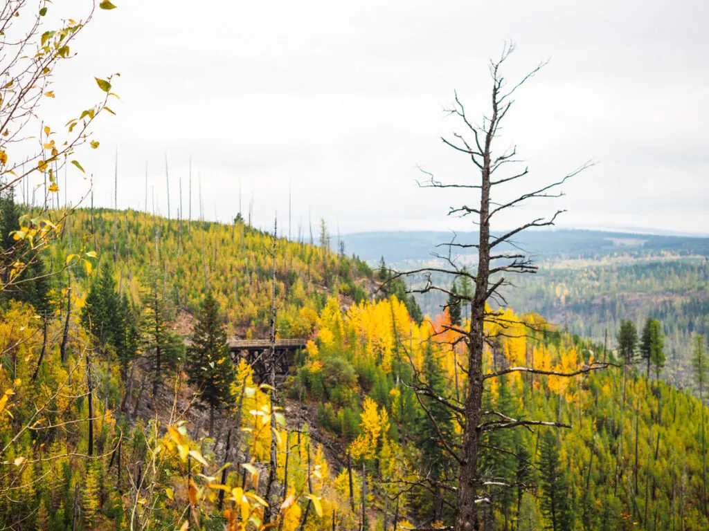 Colorful yellow autumn trees at Myra Canyon
