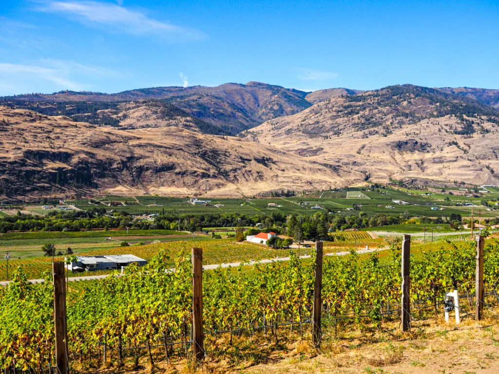 Phantom Creek Winery vineyard