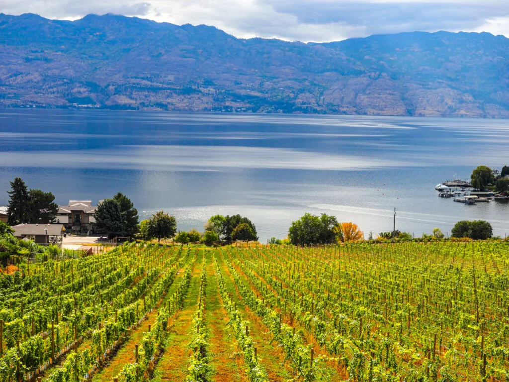 Quails Gate Winery Vineyards 8