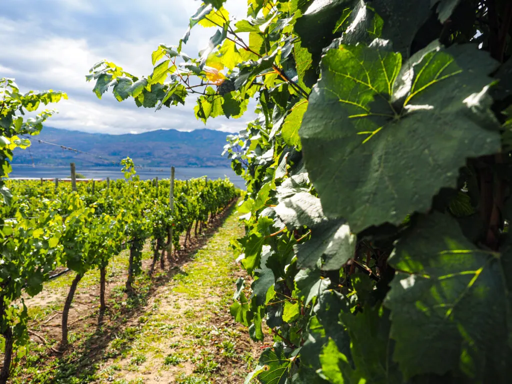 Quails Gate Winery vineyard 6
