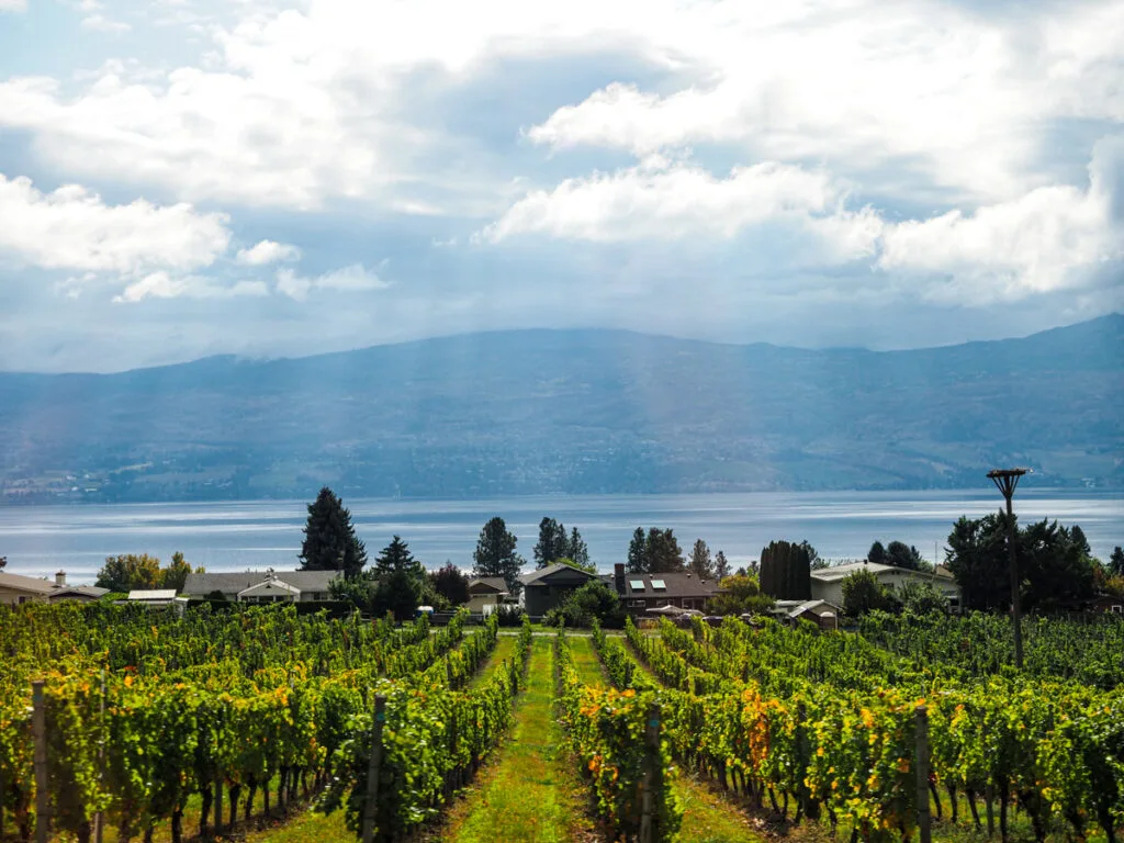 Quails Gate Winery vineyards