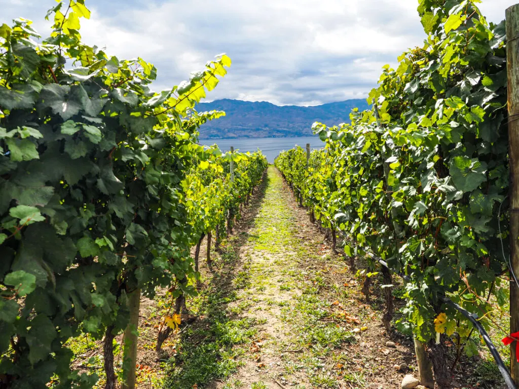 Quails Gate Winery vineyards 4