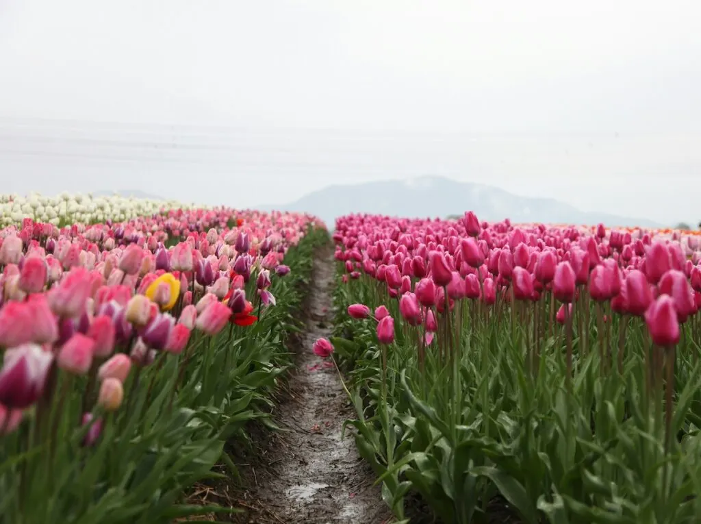 Abbotsford Tulip Festival | Romantic Things to Do in Vancouver