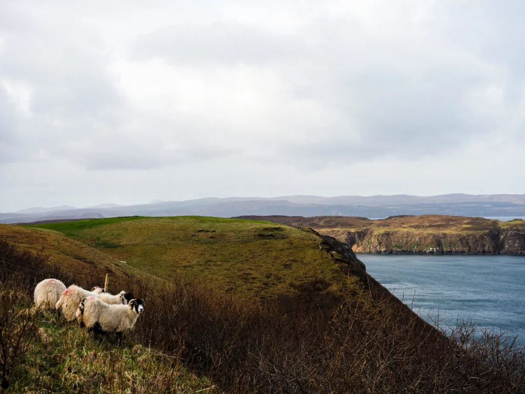 Sheep on Isle of Skye with water in background