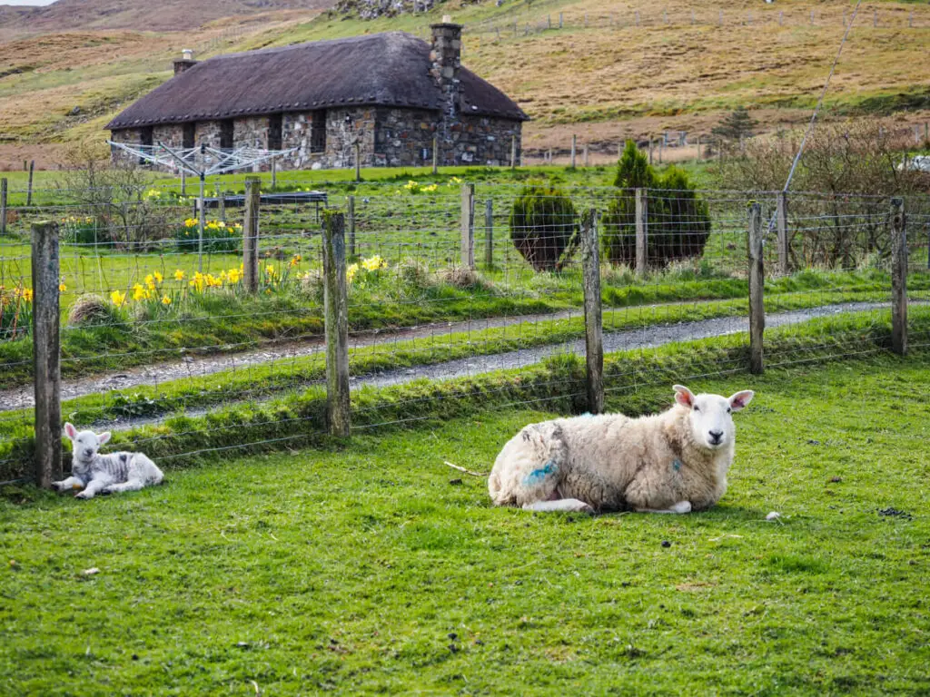 Sheep with lamb sleeping Isle of Skye