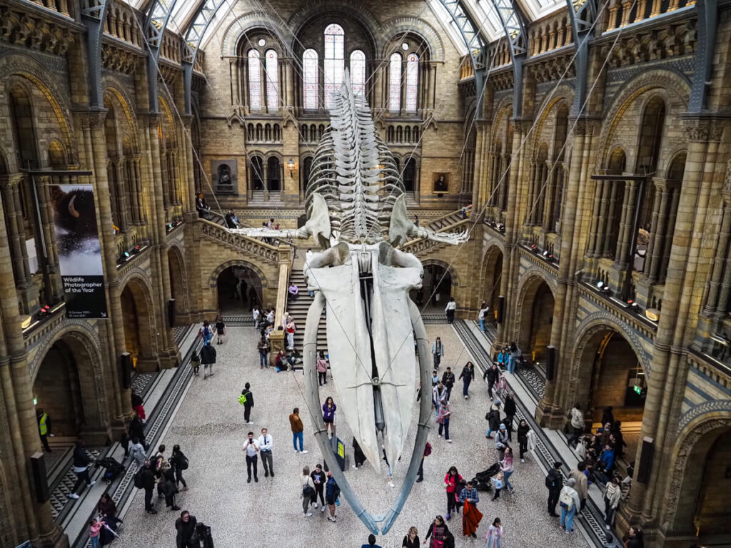 Whale skeleton at the Natural History Museum in London