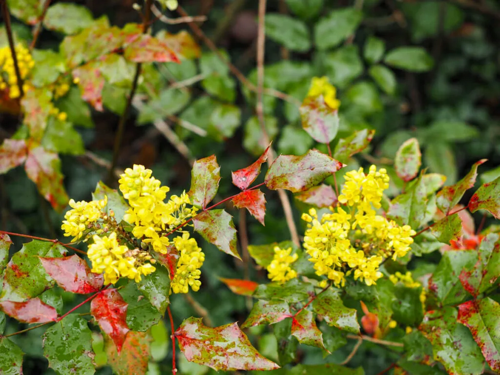 Yellow flowers at Highclere Castle
