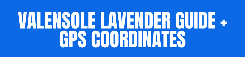 Valensole Laveander
