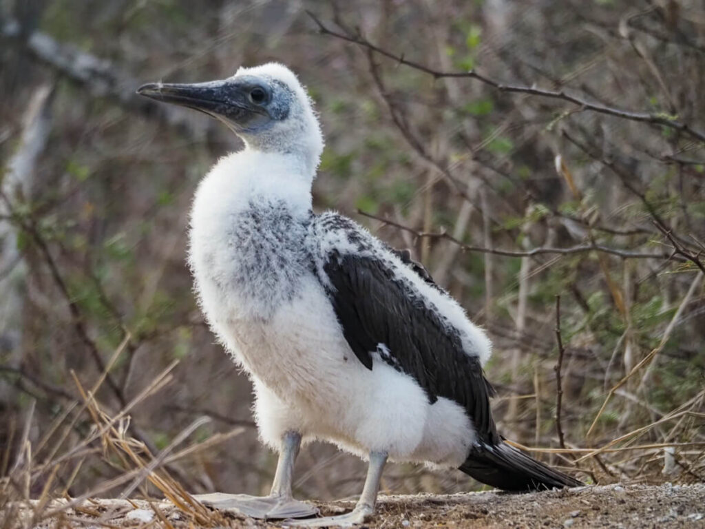 Adolescent blue footed booby 3