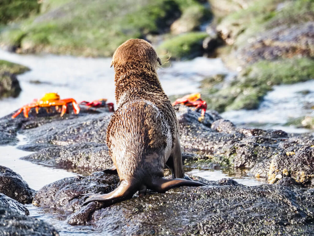 Baby sea lion with sally lightfoot crabs in front