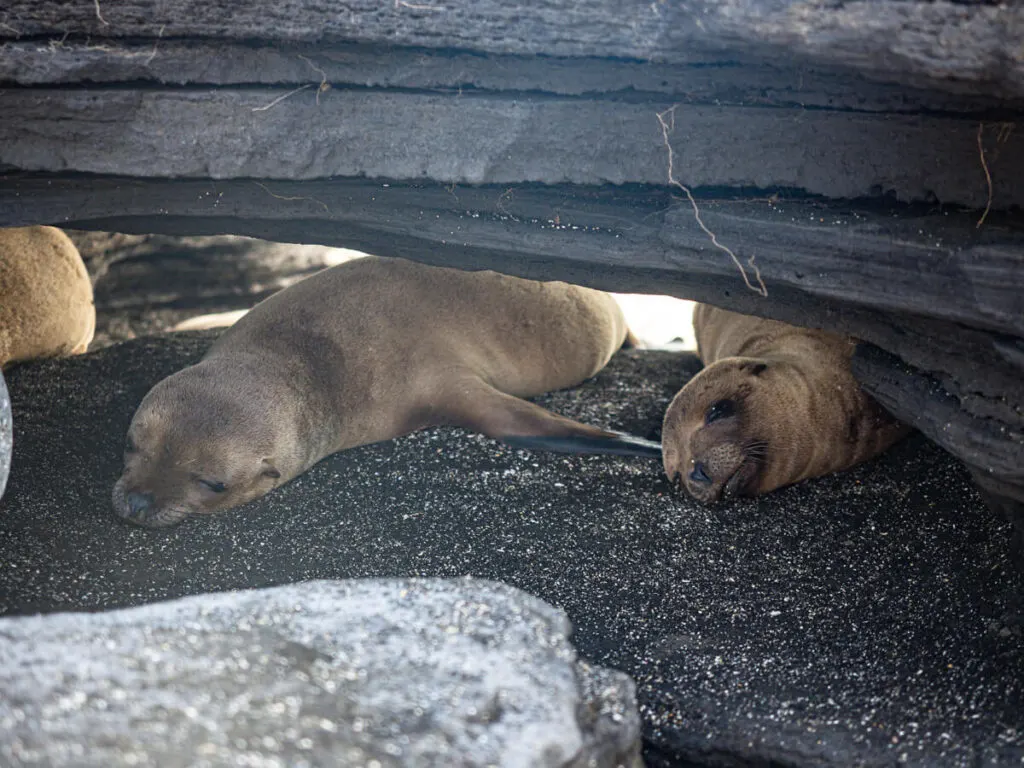Baby sea lions sleeping under a rock 2