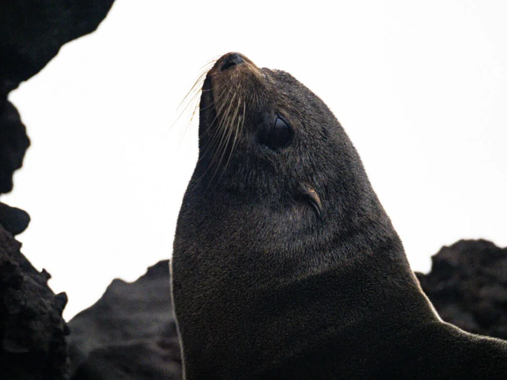Close up Galapagos seal on buccaneer cove