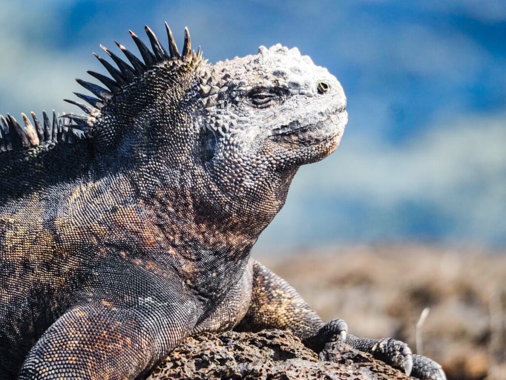 Close up marine iguana 4