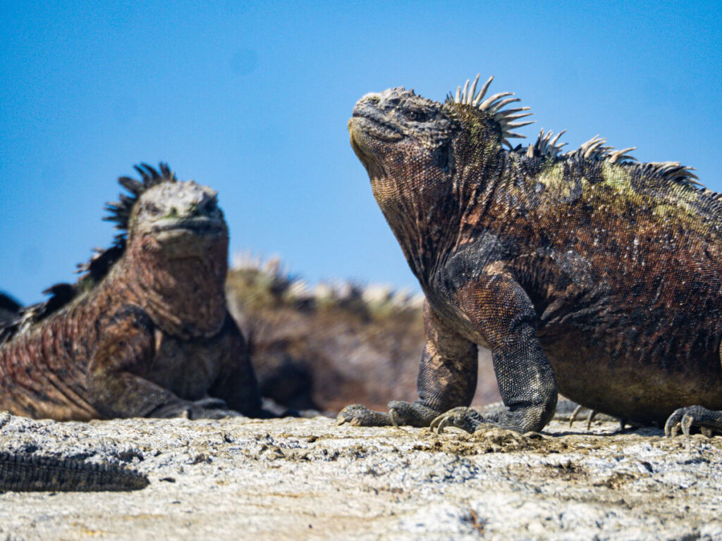 Close up marine iguanas