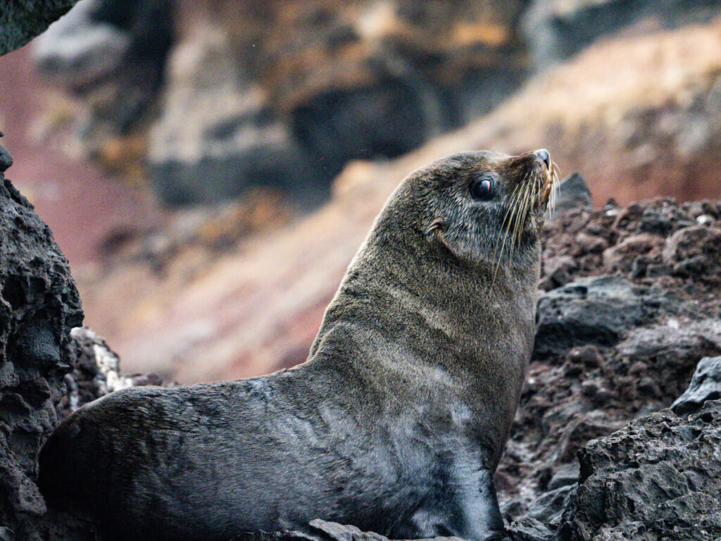 Close up of Galapagos seal