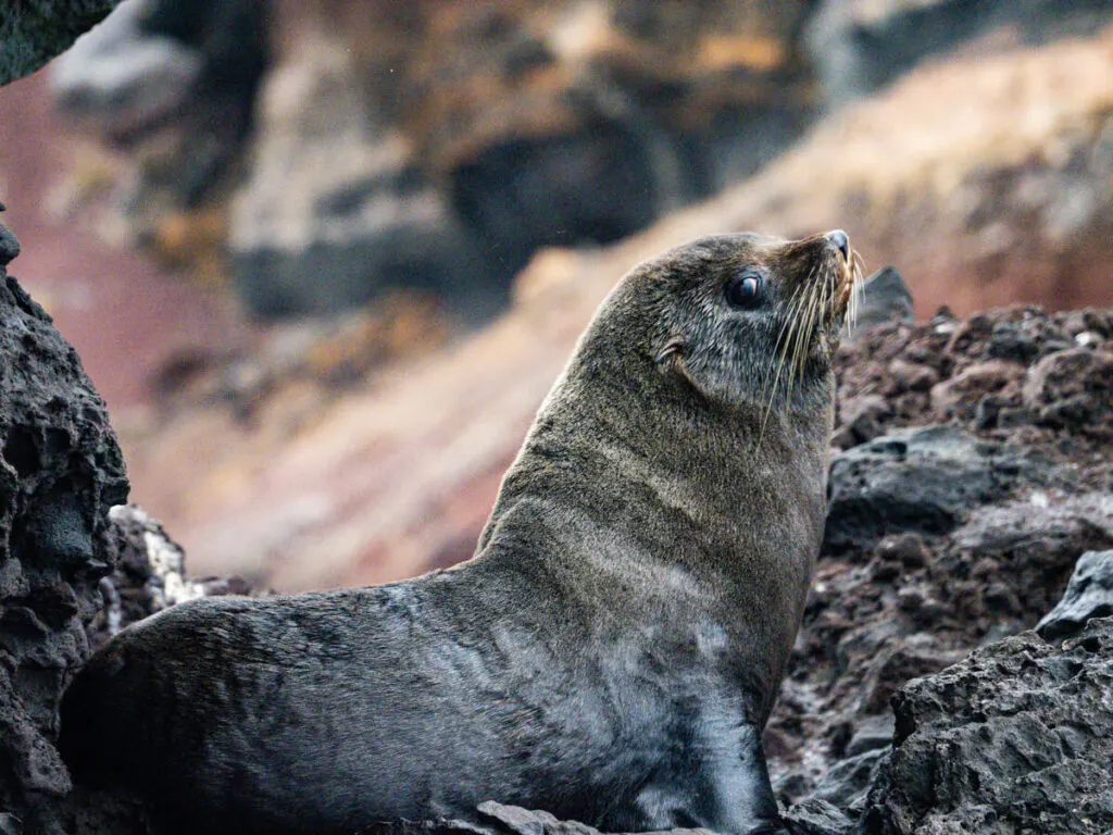 Close up of Galapagos seal