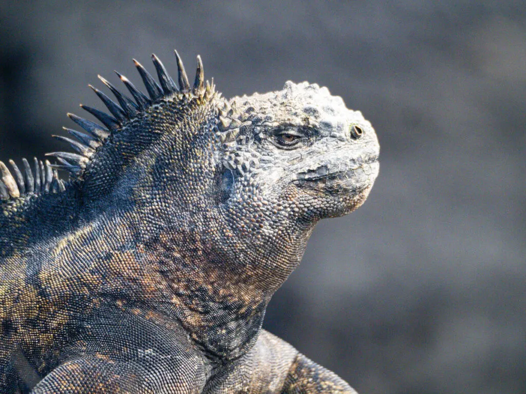 Close up of a marine iguana