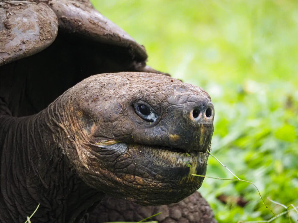 Close up of a tortoise face 2