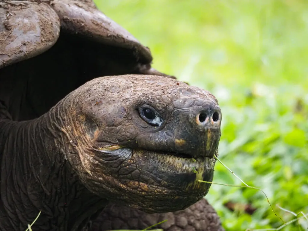 Close up of a tortoise face 2
