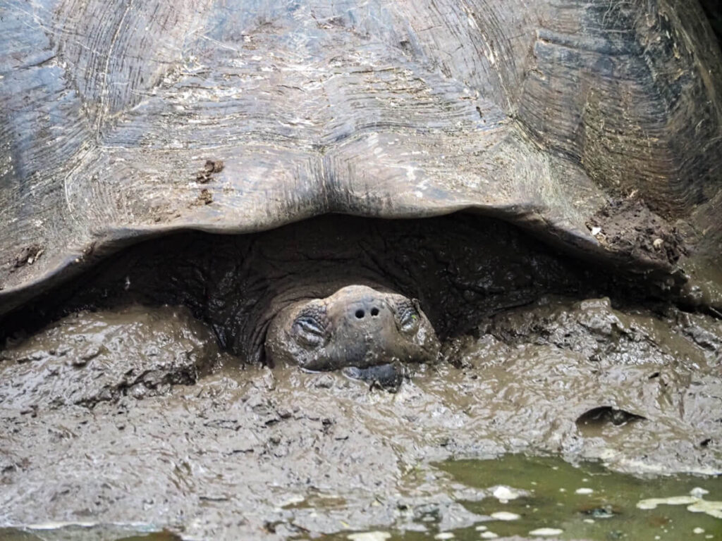 Close up tortoise in a pond
