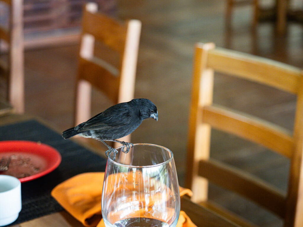 Darwin finch on a glass