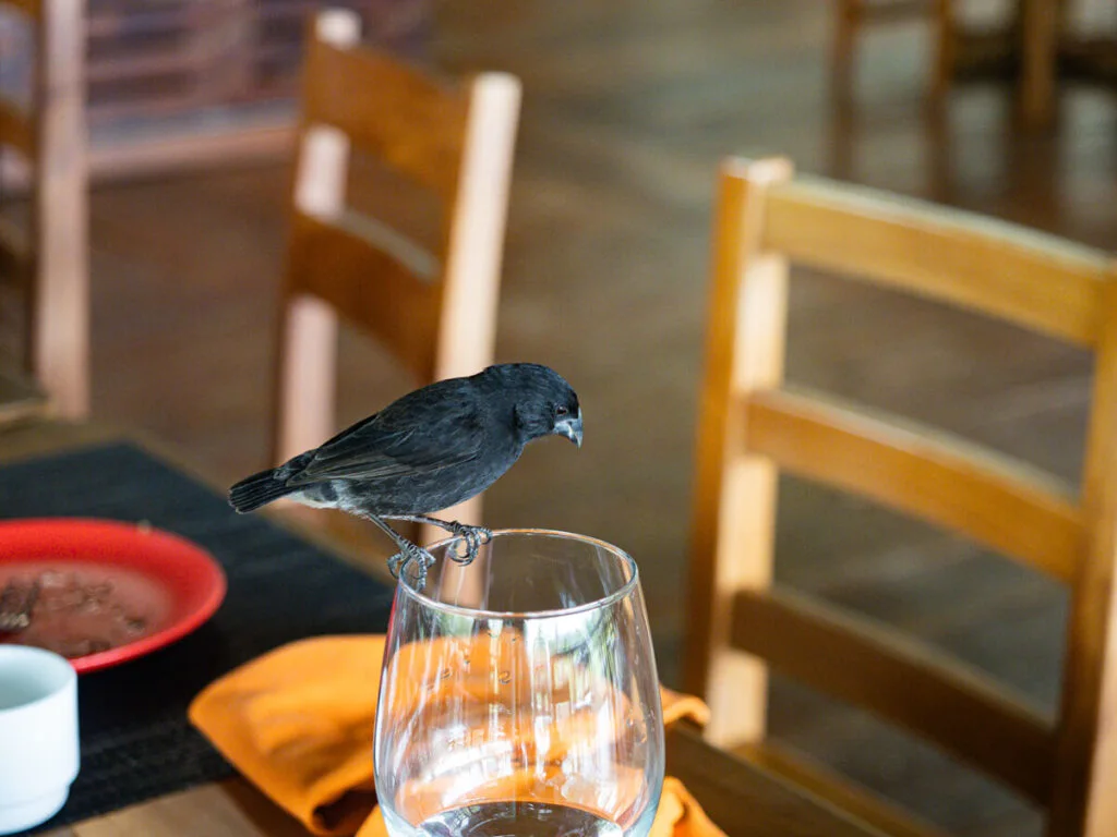 Darwin finch on a glass