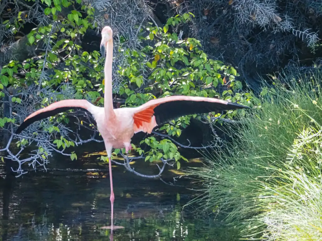 Flamingo flapping wings while in a lagoon