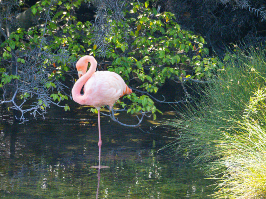 Flamingo in a lagoon on Punta Moreno hike 4