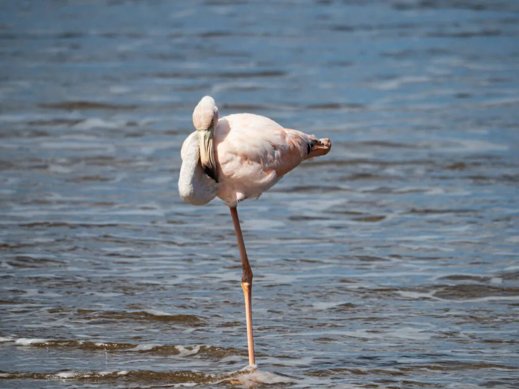 Flamingo napping on the beach 12