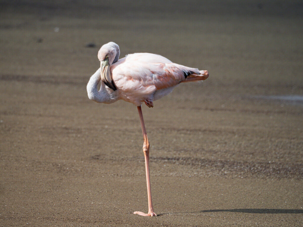 Flamingo napping on the beach 16