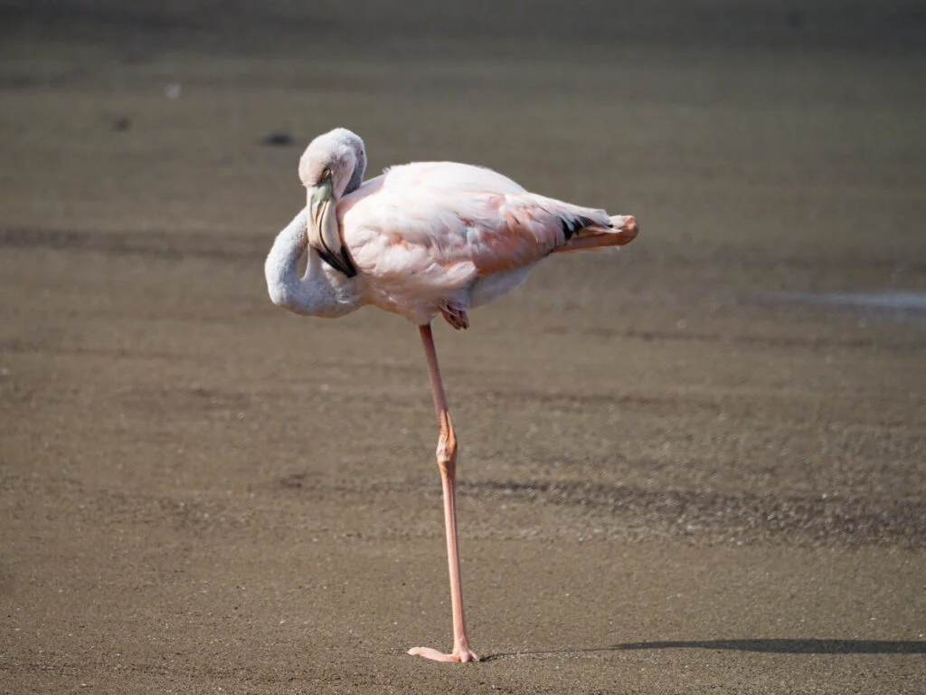 Flamingo napping on the beach 16