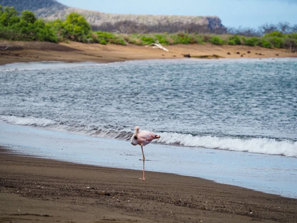 Flamingo napping on the beach 2
