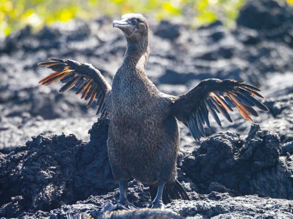 Flightless Cormorant drying its wings