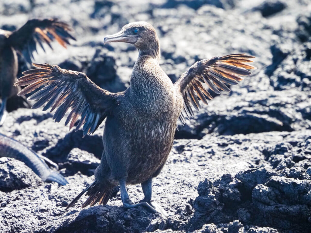 Flightless cormorants on Isabela