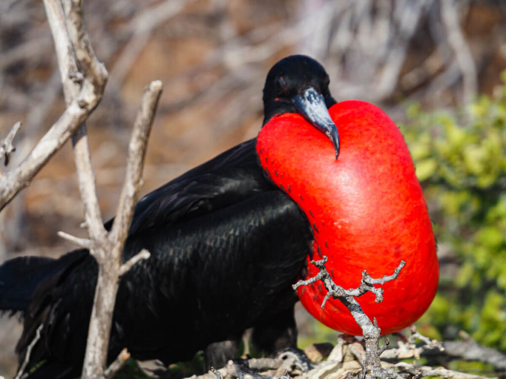 Magnificent Frigatebird on North Seymour with chest puffed 14